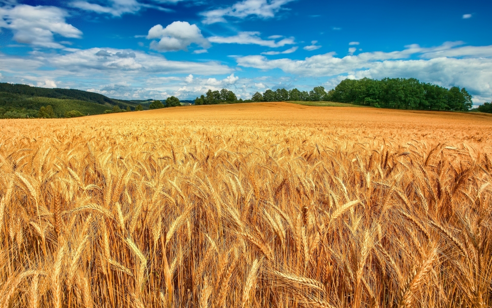 Grano - Alfa-Italy 